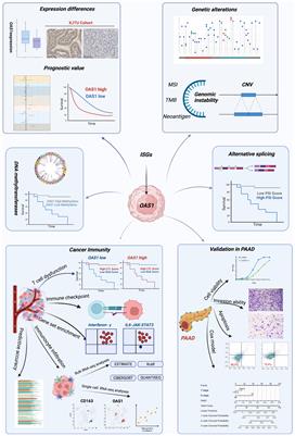 Multi-omics analysis reveals interferon-stimulated gene OAS1 as a prognostic and immunological biomarker in pan-cancer